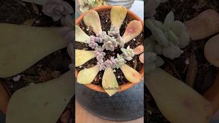 Succulent Leaf Propagation Update 🪴 succulents propagatesuculentas [upl. by Nomelc]