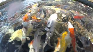 Butterfly Koi Feeding Frenzy [upl. by On]