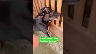 Blacki ne walk jana Excitement dekho 😍ashiyanaanimalrescue excitement ministory doglover short [upl. by Li]