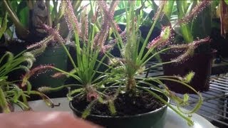 Tips and Tricks to feed a trim a Carnivorous Sundew Drosera capensis or other sundews [upl. by Lrigybab]