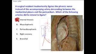 Which artery accompanies the phrenic nerve in the mediastinum [upl. by Sirod]