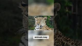 Discover the Amazons Deadly Yet Vital Ecosystem animals nature viralvideo curiosidades [upl. by Mcdonald]