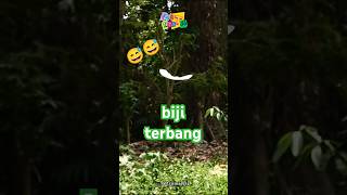 Biji tanaman ini bisa terbang  Alsomitra macrocarpa tanaman [upl. by Ogires]