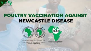 TAAT Technology Poultry Vaccination against Newcastle Disease [upl. by Waly]