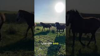 Best OffGrid Places to Live Top Picks travel homesteading offgridliving [upl. by Gowrie786]