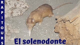 El solenodonte Rapitour [upl. by Decca]