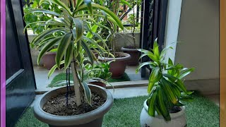 Benefits of Dracena Plants🌿☘🌿 [upl. by Lavinia]