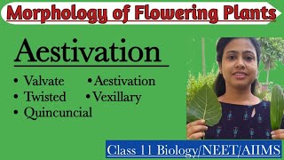 Aestivation  Parts of Flower  Morphology of Flowering Plants  Class 11 Biology NEET AIIMS [upl. by Anidene]