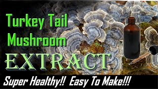 Turkey Tail Extract 2018  Super easy to make  very healthy mushroom Trametes versicolor tincture [upl. by Attela]