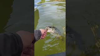 Releasing largemouth in USA River Packraft Inflatable kayak bass fishing live shimano Megabass [upl. by Hathaway]