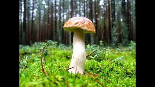 Come coltivare i funghi porcini nel bosco la mia esperienza [upl. by Ladiv280]