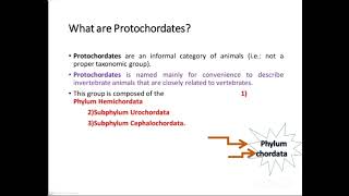 Chordates Protochordates Hemichordates [upl. by Melcher929]