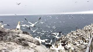 The gannets of the Bass Rock Narrated by Fraser Findlay Armadale Primary School [upl. by Nomead]