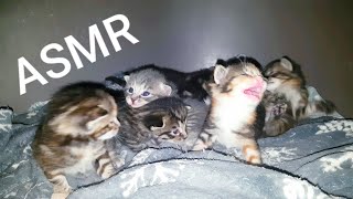 Meowing kittens ASMR [upl. by Mlohsihc]