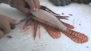 Filleting a Lionfish [upl. by Ttsepmet]