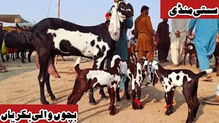 Bakra Mandi sahiwal mein bahut khubsurat bacchon wali bakriyan a plus quality Zafar Bakra TV [upl. by Islean331]