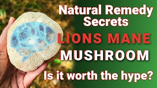 Does Lions Mane really boost BRAIN activity [upl. by Chelsie]