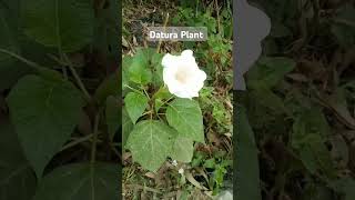 White Datura plant shorts datura flowers gardening plants [upl. by Martainn605]