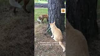 Cat vs Fox Battle of Wit and Agility CatvsFox short AggressiveWildlifeChannel [upl. by Delanty682]