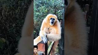 How to golden gibbons vairalvideo shots [upl. by Etnasa643]