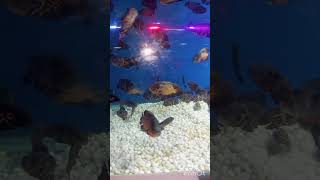 underwater tunnel aquarium trivandrum shorts like subscribe Aswathyvlog530 [upl. by Negriv492]