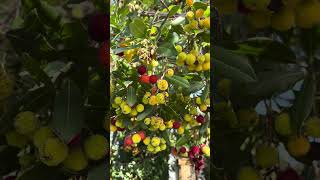 Arbre à fraises 🍓 l arbousier 😍 la vidéo sort dans 10 jours 🤩 fruitaddict arbousier [upl. by Aiciram]