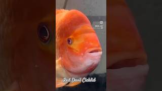 Aquarium Fish Red Devil Cichlid fishtank fishvideo cichlidtank cichlid aquarium fishhobbyist [upl. by Assertal]