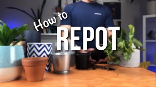 How to repot a plant  Beginners Guide to Repotting [upl. by Ahsinot]