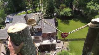 Tulip Poplar Takedown with Dead Tops [upl. by Eelrihs]