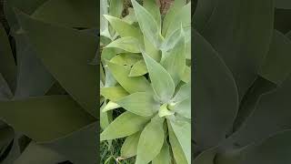 Tanaman Hias Agave Attenuata ekoazis [upl. by Glanti]