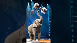 Elephant performs a stunt on the Americas Got Talent stage 大象在美國達人秀舞台上表演特技。 [upl. by Mazur]