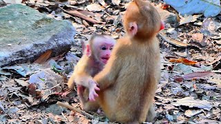 Beautiful newborn pigtail run fast to hugging little monkey for help [upl. by Weirick]