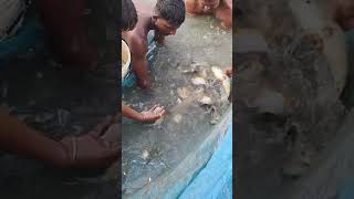 Amazing piranha fish farming short video [upl. by Drof]