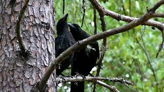 Father Crow Preens Fledgling [upl. by Gnud]