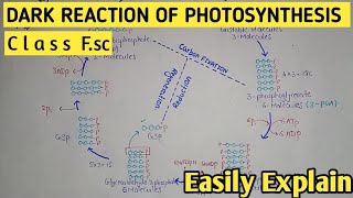 Ch13 Photosynthesis L06  C3 cycle  Calvin cycle  Dark reaction  Biosynthetic phase NEET AIIMS [upl. by Ludovico604]