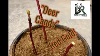 How to Plant Red Osier Dogwood [upl. by Johns]