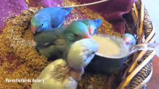 quotSpoon Feeding Baby Pacific Parrotletsquot  Parrotletbirds [upl. by Ramsdell]