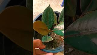 Chori ka rubber plant 🪴✨ terrace gardening plants viralvideo cuttings chori nursery [upl. by Jacynth603]