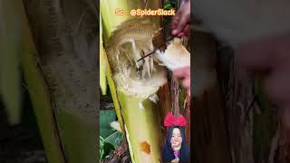 SI SPIDERMAN IKUTAN CARI UANG DI DALAM POHON PISANG ⁉️ SpiderSlack shorts funny dubbing [upl. by Yatnahs]