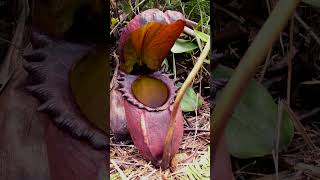 🌻²⁰☆ Caryophyllales •²⁵ Nepenthaceae ▪︎ Rajah Pitcher Plant  Observed in Description [upl. by Rahcir]