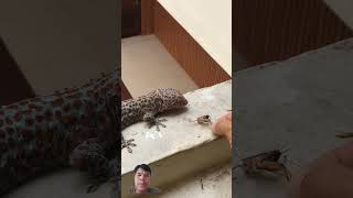 Tắc kè đớp mồi kucing gecko funny shortvideo shorts cute funnydog dog animals puppy [upl. by Nelli421]