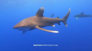 Oceanic Whitetip Shark Diving [upl. by Enomahs]