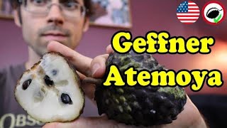 Geffner Atemoya  Weird Fruit Explorer Ep 344 [upl. by Hcib]