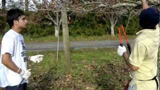 kiwi pruning in newzealand part 2by Matty [upl. by Kenneth14]