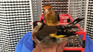 Mulet de chardonneret accouplé la femelle de chardonneret  mule goldfinch X female of goldfinch [upl. by Cody573]