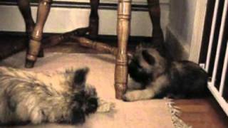 Cairn Terrier puppy play  2000 [upl. by Loni]