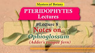 Lecture 8  Ophioglossum Adders Tongue Fern Life Cycle  Pteridophyta Lecture Notes [upl. by Bachman]