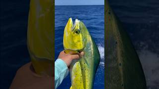 Catch amp release dorade coryphène🔥 pêche fishing jigfishing fish guadeloupe jigging fwi tuna [upl. by Kelcy]