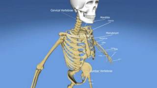 Difference Between Pelvis and Pelvic Girdle [upl. by Therron845]