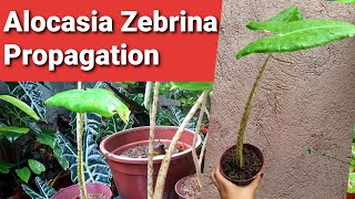 Alocasia  Zebrina Propagation [upl. by Arema]